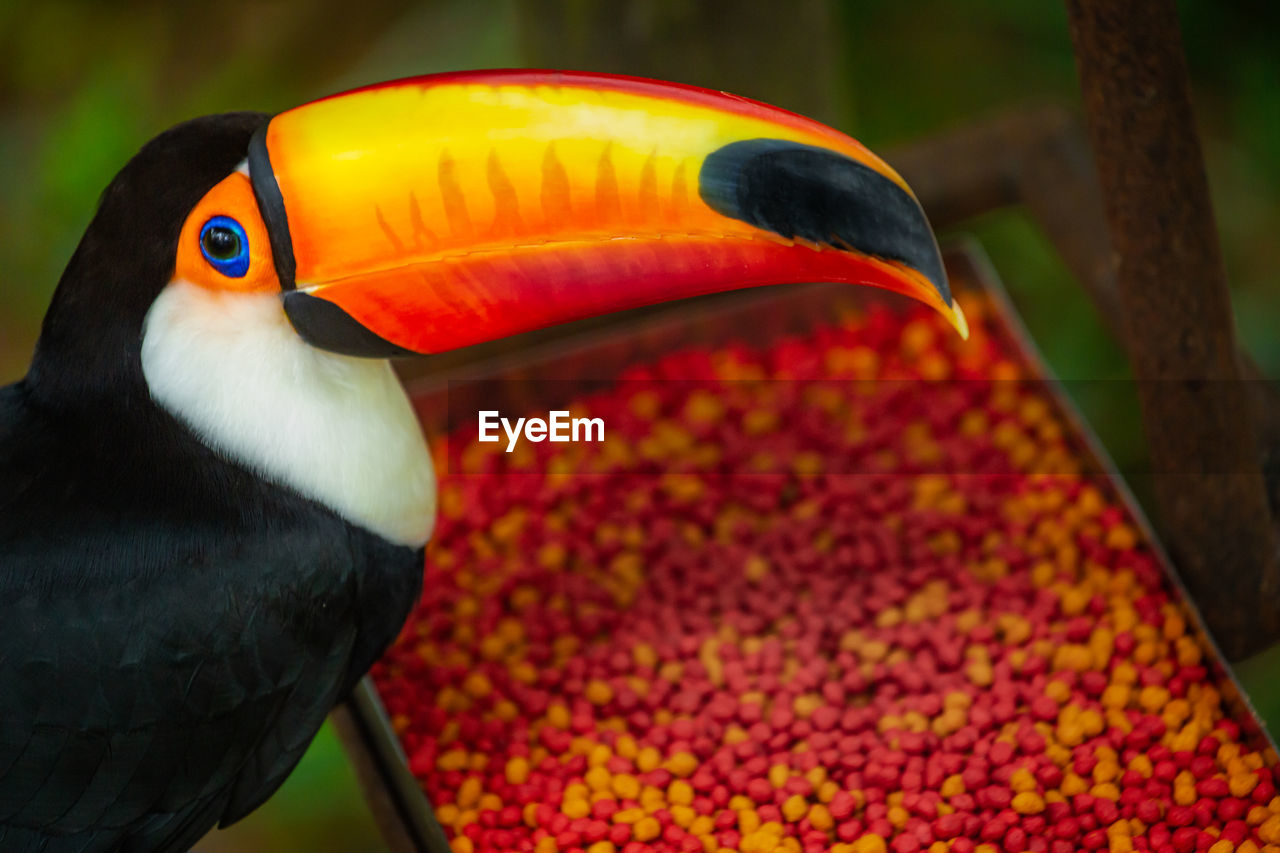 animal themes, bird, toucan, animal, animal wildlife, beak, one animal, wildlife, yellow, animal body part, multi colored, close-up, nature, tropical climate, red, no people, vibrant color, tree, focus on foreground, tropical bird, outdoors, forest