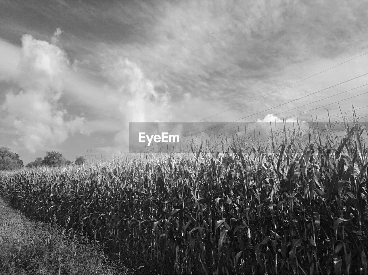 sky, landscape, cloud, field, plant, black and white, land, crop, agriculture, rural scene, environment, cereal plant, growth, nature, monochrome photography, monochrome, corn, beauty in nature, grass, no people, scenics - nature, farm, tranquility, outdoors, day, horizon, food, tranquil scene, rural area, barley
