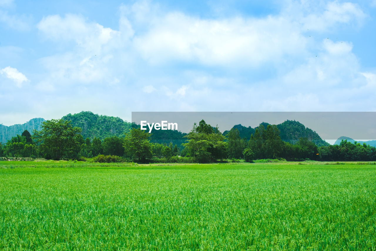 SCENIC VIEW OF FARM AGAINST SKY