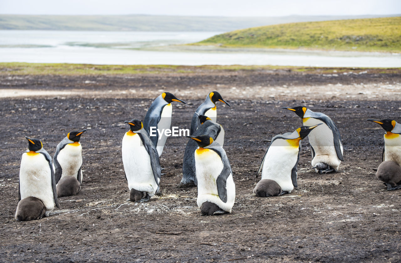 View of king penguins on beach falkland