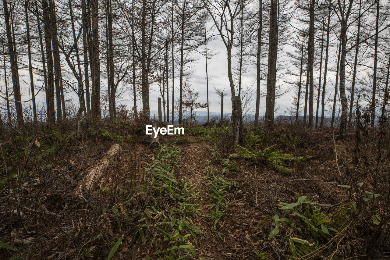 TREES ON FIELD