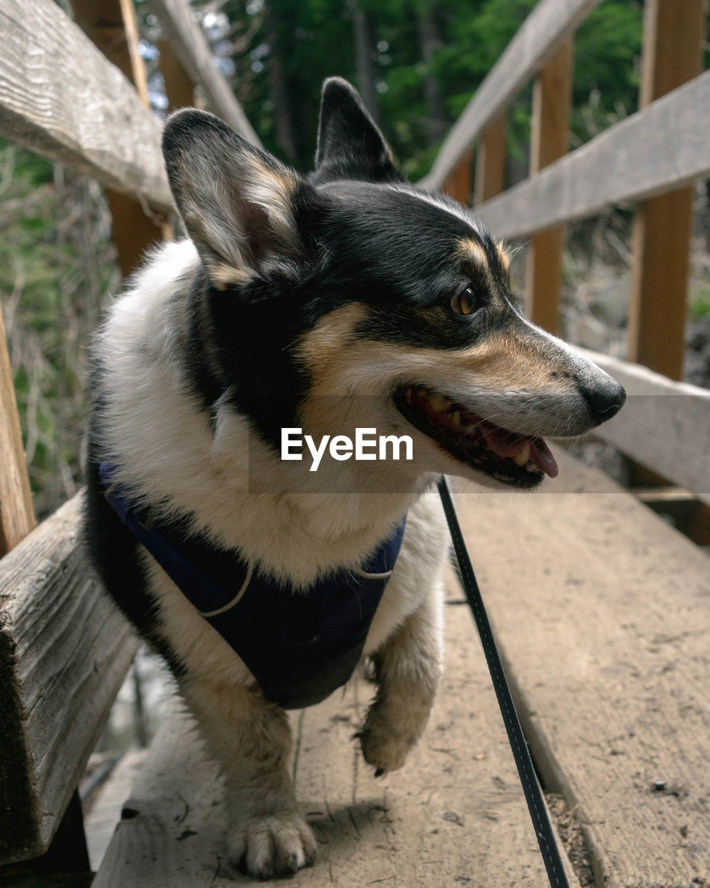 one animal, animal themes, animal, mammal, pet, domestic animals, dog, canine, looking, no people, looking away, animal body part, day, focus on foreground, outdoors, collar, wood, pet collar, nature