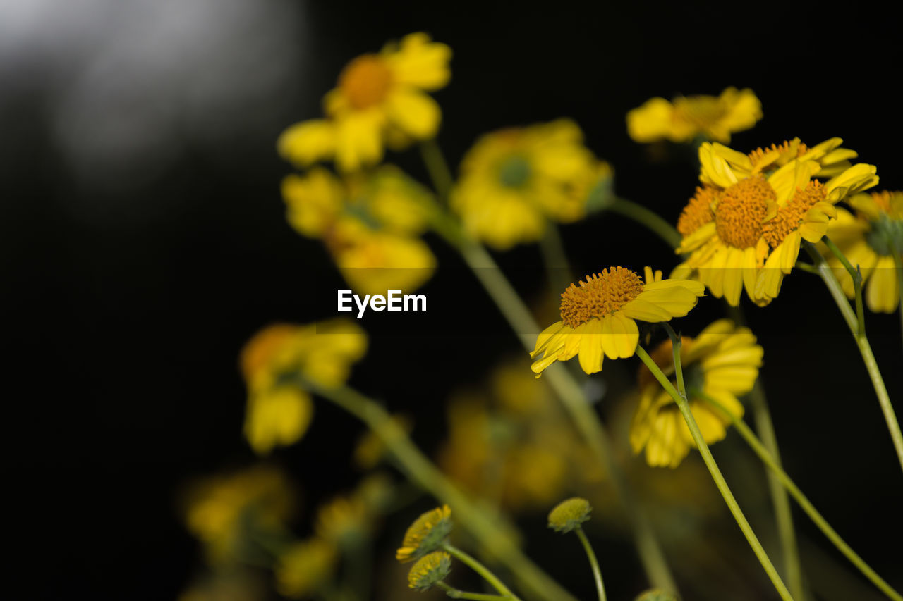 YELLOW FLOWERS BLOOMING OUTDOORS