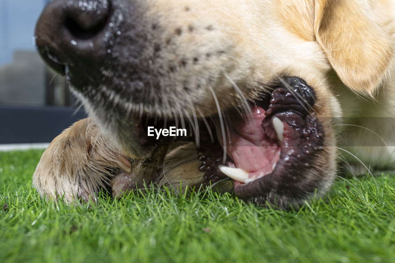 animal themes, animal, one animal, mammal, pet, domestic animals, dog, canine, grass, animal body part, nose, puppy, snout, retriever, labrador retriever, no people, animal head, close-up, animal mouth, facial expression, nature, mouth open, plant, cute, day, young animal, animal teeth, animal tongue, outdoors, portrait, lying down, golden retriever