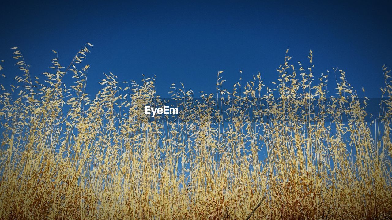 Low angle view of grass growing on field against clear sky