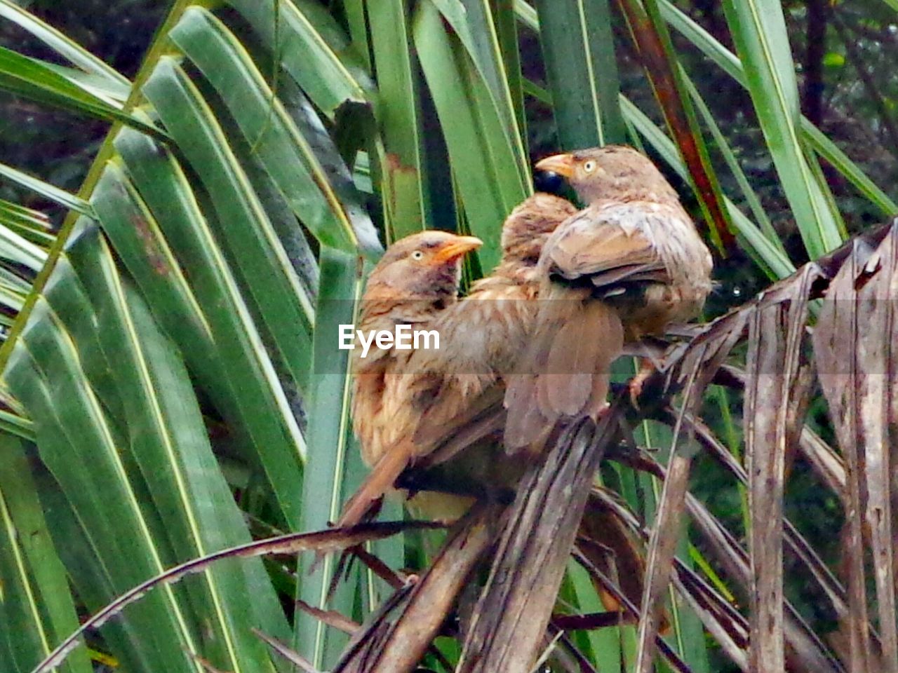 CLOSE-UP OF BIRD ON WALL