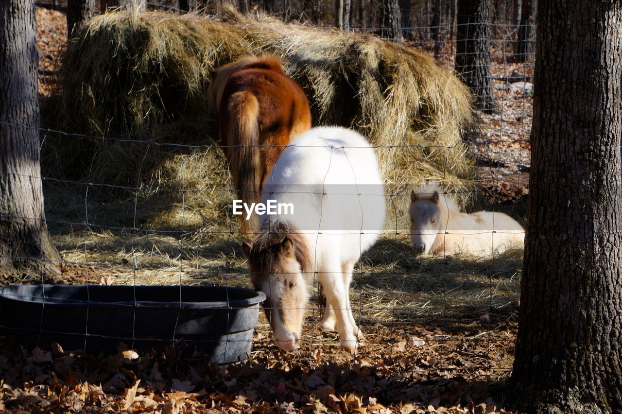 Horse grazing