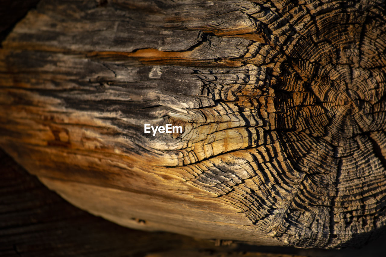 FULL FRAME SHOT OF TREE BARK