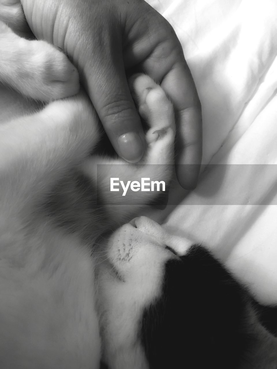 Cropped hand of human hand holding cat foot