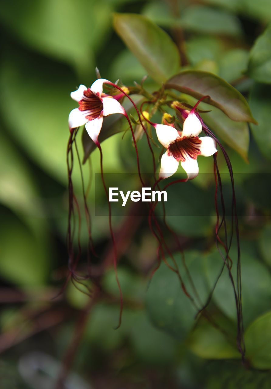 CLOSE-UP OF RED FLOWERING PLANT