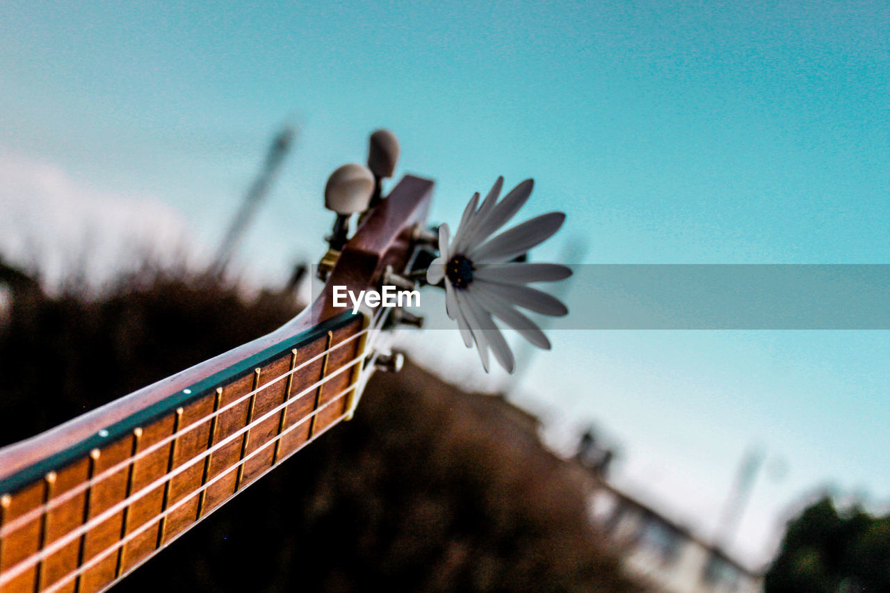 Close-up of flower on guitar against clear sky