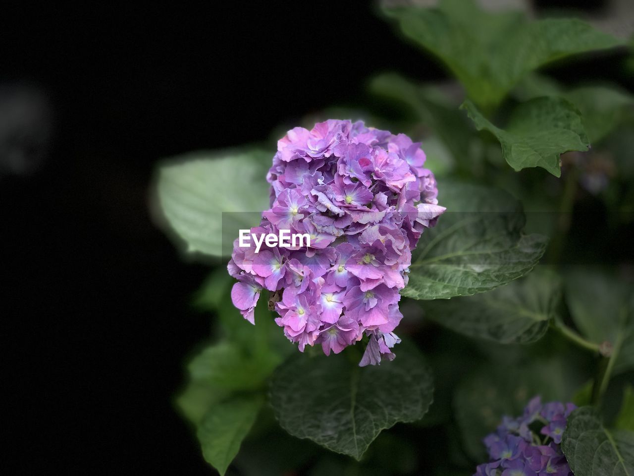 Close-up of purple flowering plant