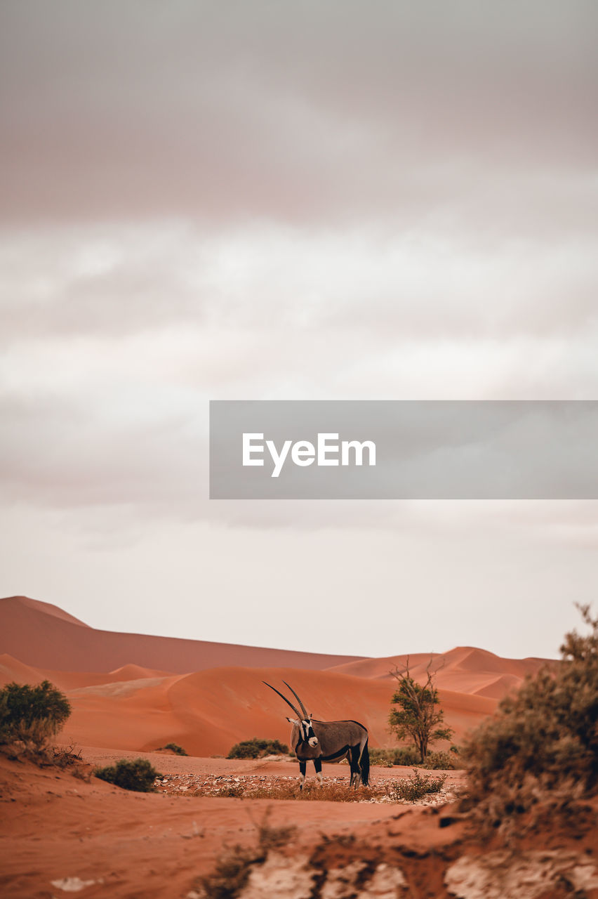 Oryx in sand dunes