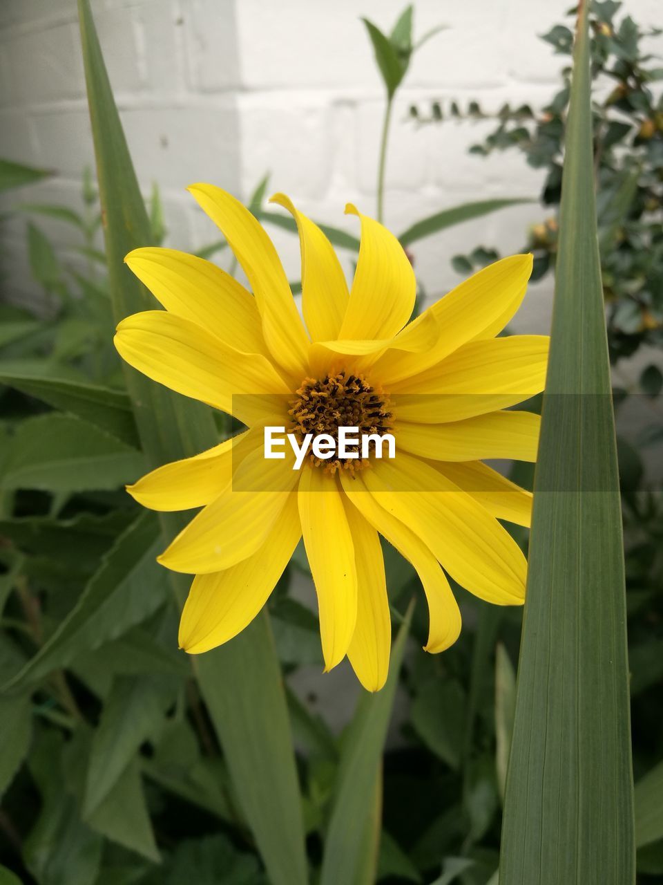 CLOSE-UP OF SUNFLOWER BLOOMING IN PARK