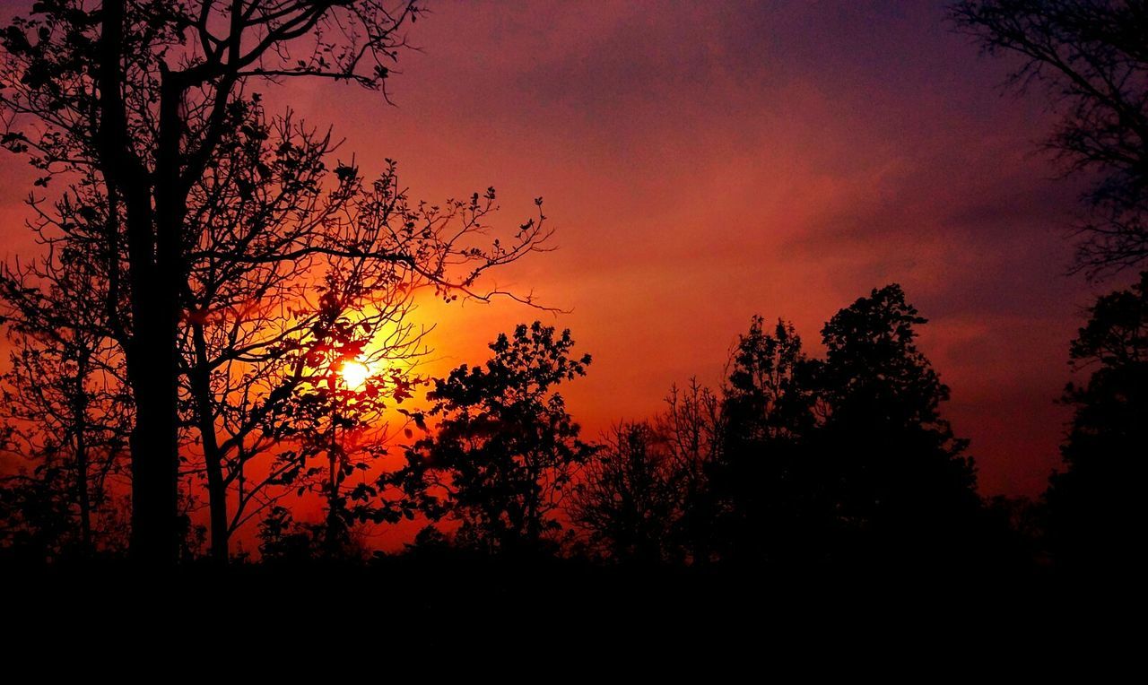 SILHOUETTE TREES AGAINST SCENIC SKY