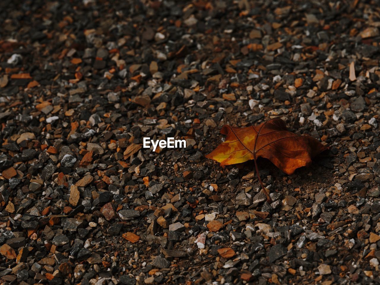 HIGH ANGLE VIEW OF DRY MAPLE LEAVES ON STREET