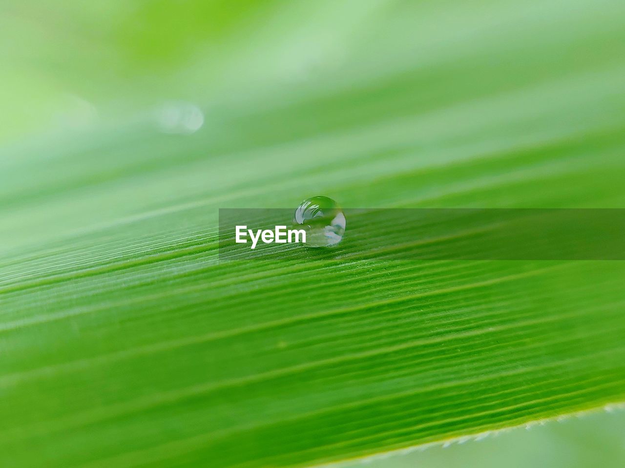 Close-up of raindrops on green leaves