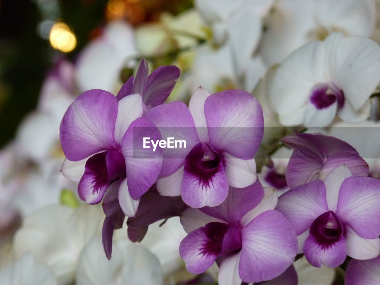 CLOSE-UP OF PURPLE FLOWERING PLANTS