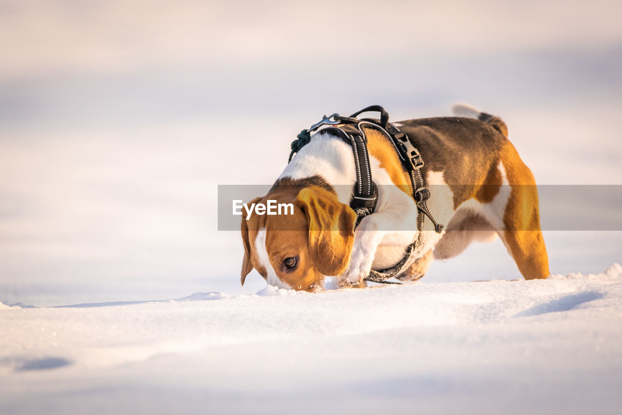 Dog looking away on snow covered land