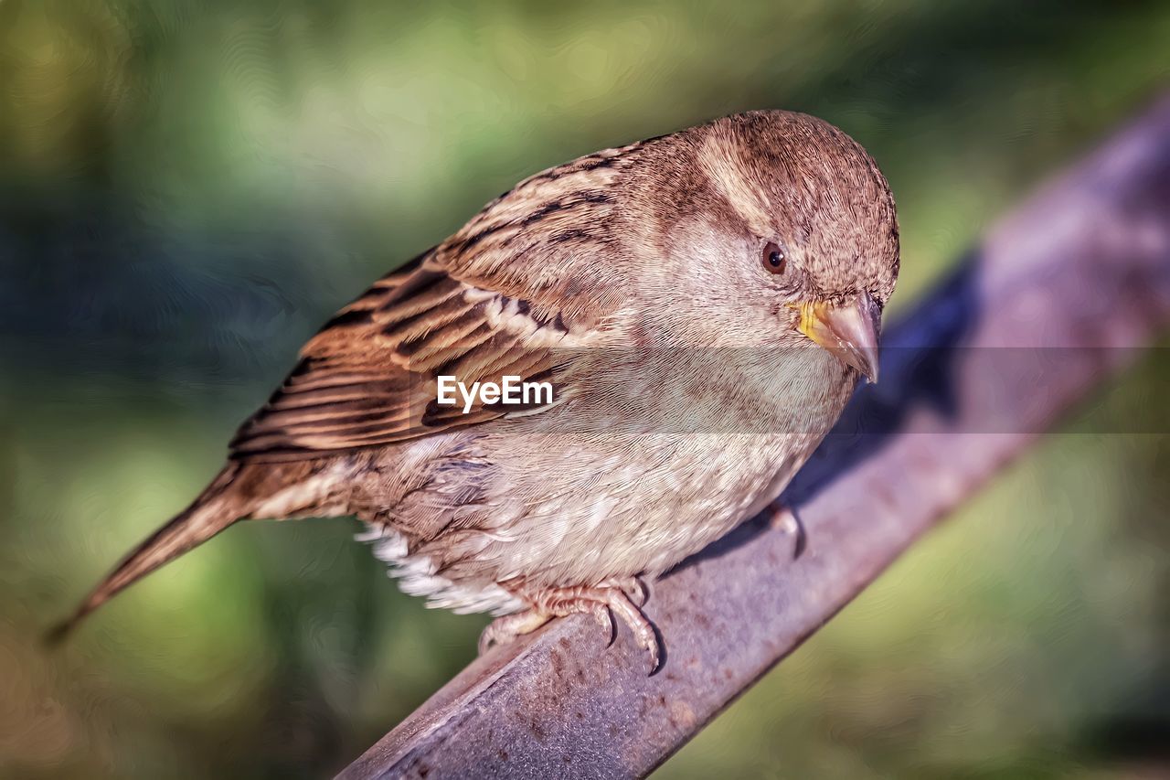 Close-up of bird perching on branch