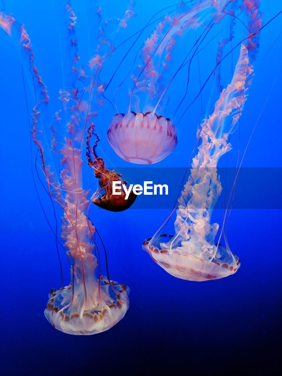 Jellyfish at th monterey bay aquarium