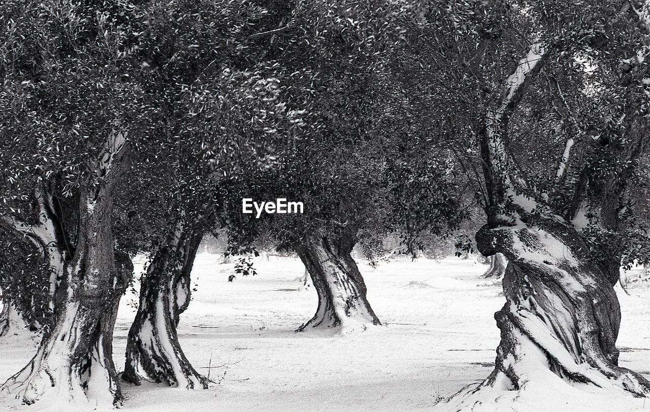 VIEW OF TREES ON LANDSCAPE