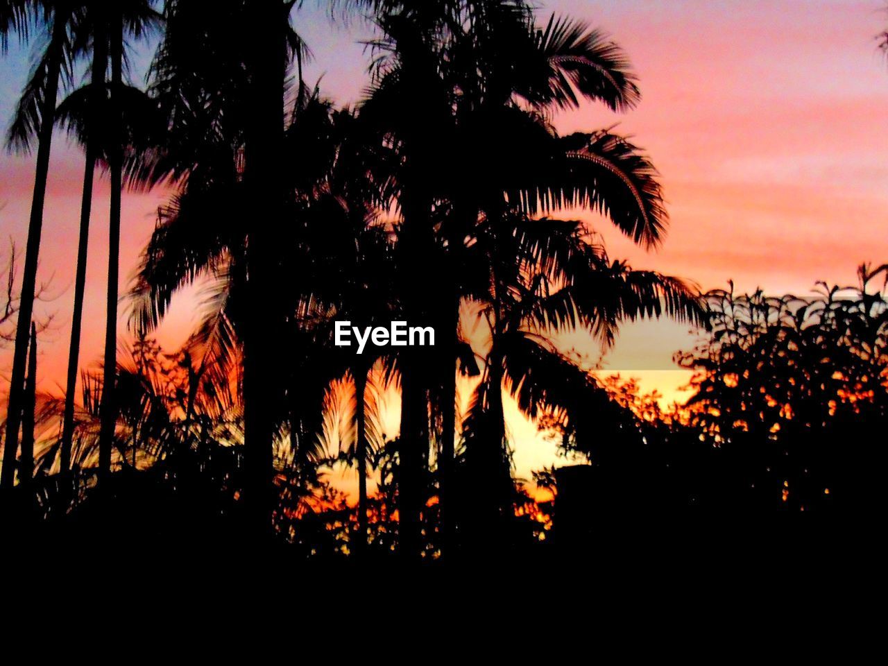 SILHOUETTE TREE AGAINST ORANGE SKY