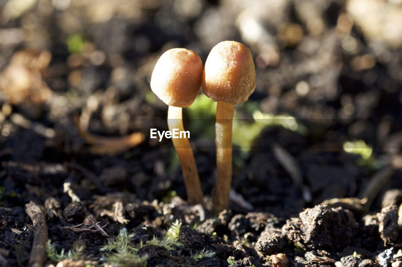 Close-up of mushrooms on field