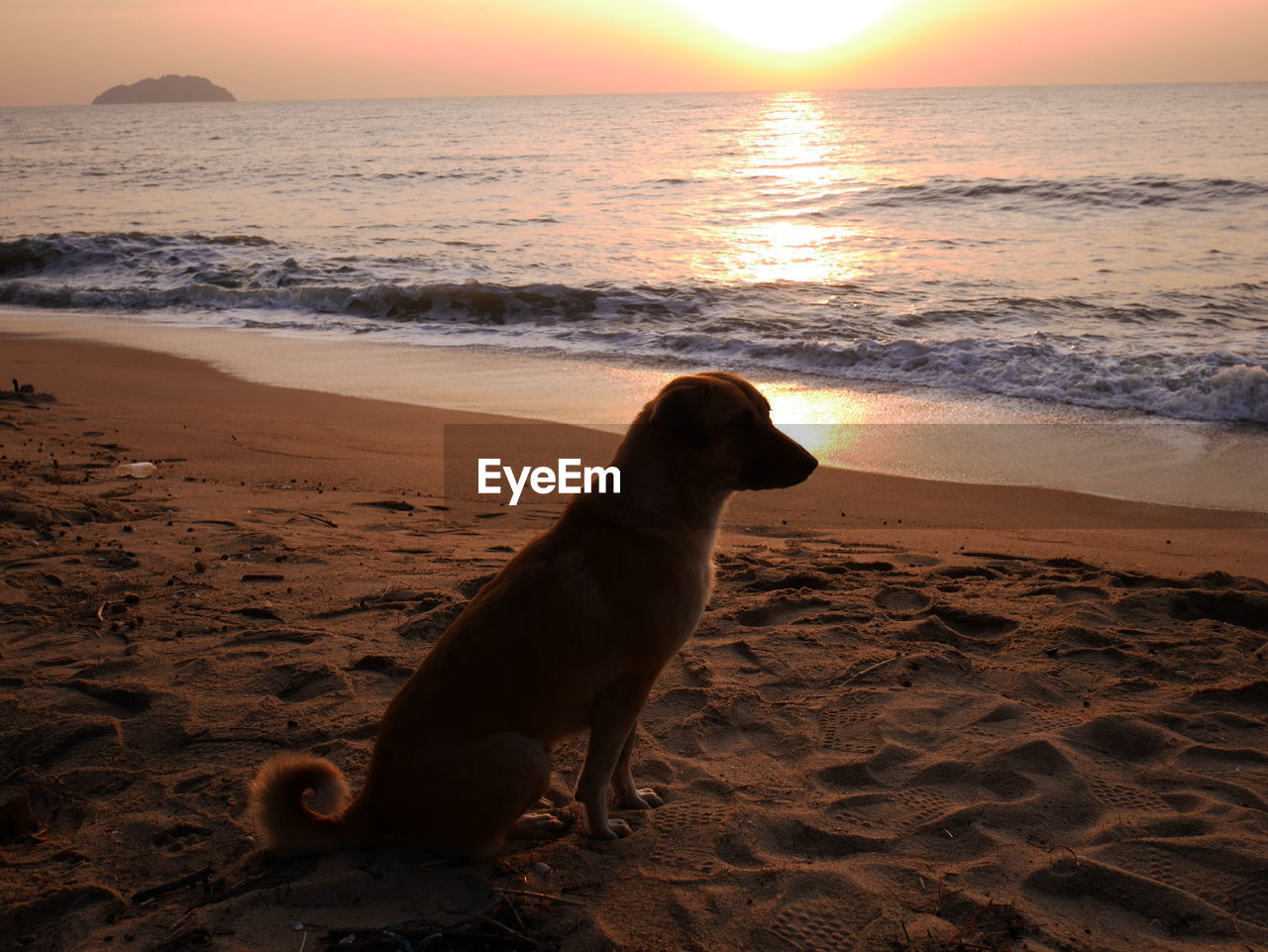 DOG ON BEACH AGAINST SUNSET SKY