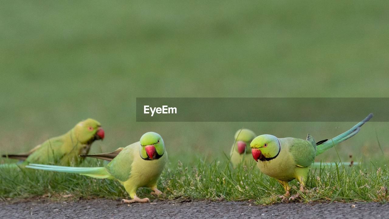 CLOSE-UP OF BIRDS FEEDING