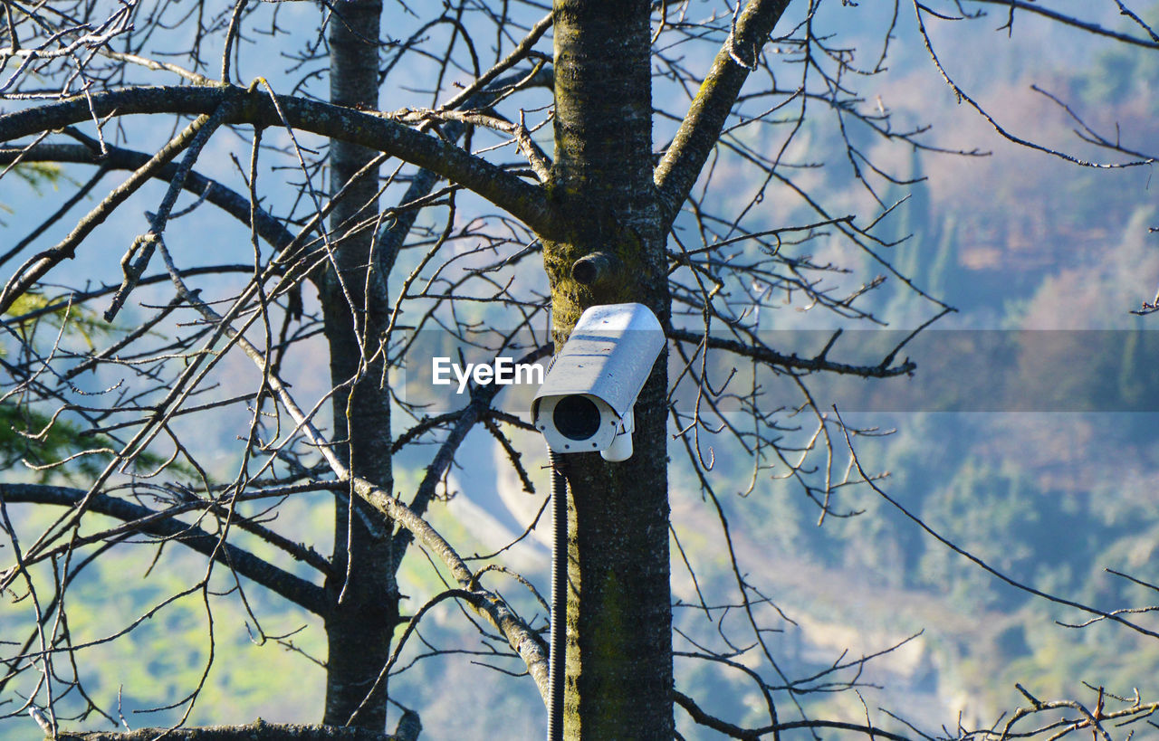 White camera on tree trunk