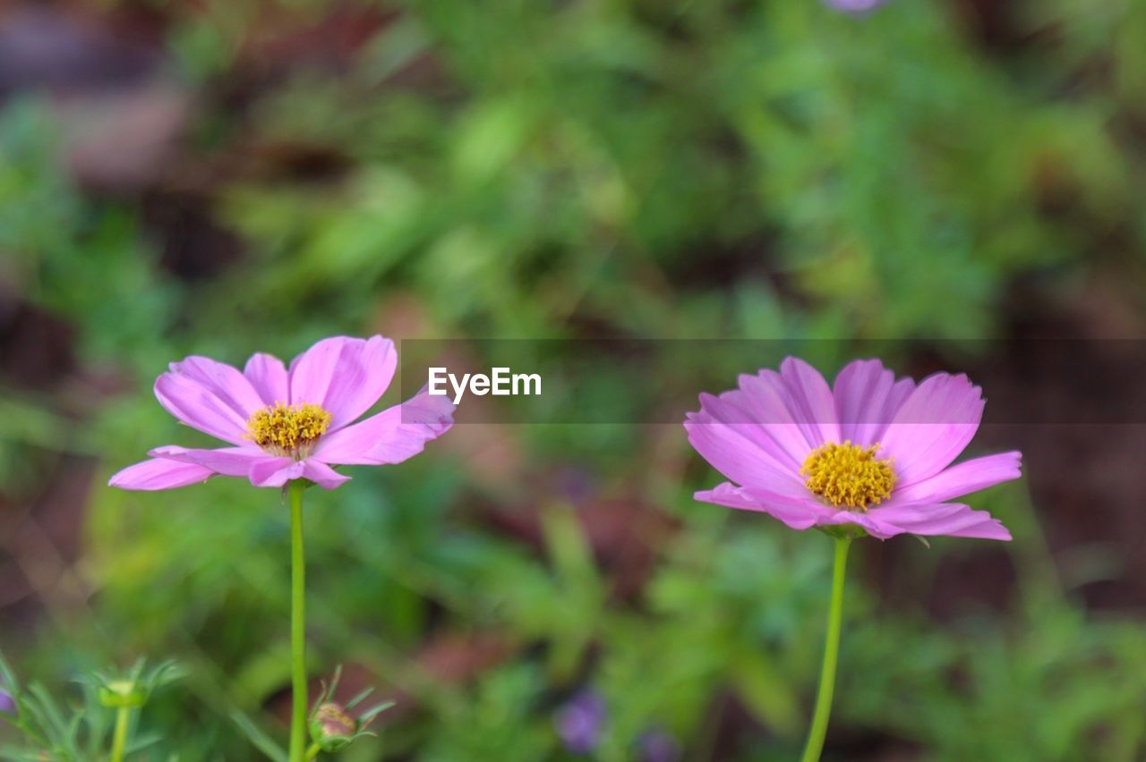 Close-up of pink flower on field