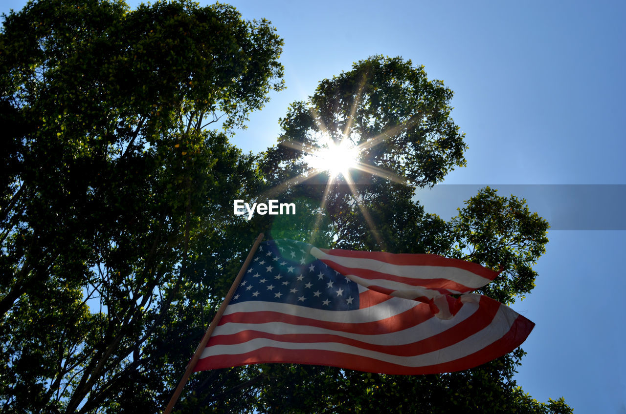 Low angle view of sun shining through trees