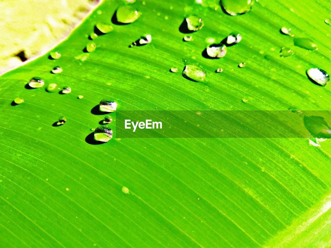 CLOSE-UP OF WET GREEN LEAVES ON PLANT