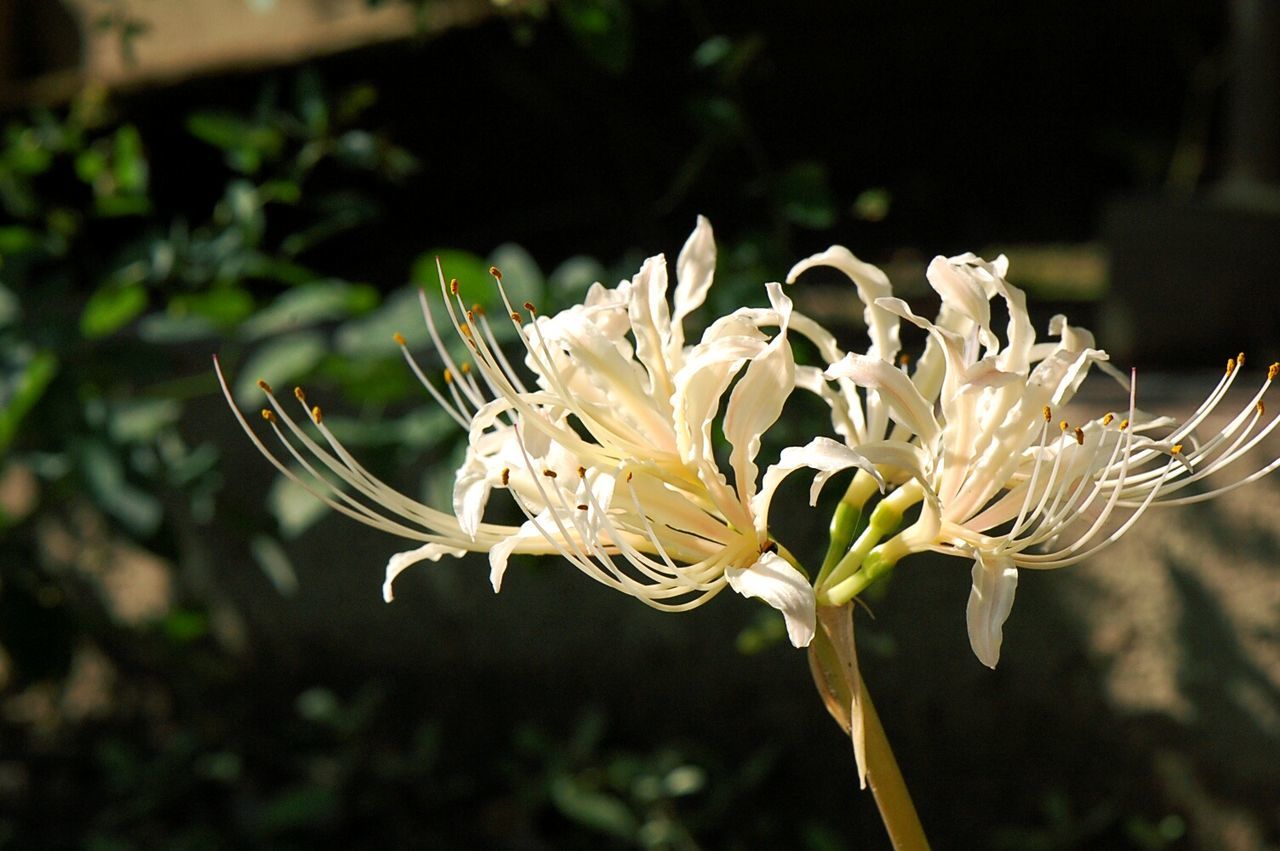 Close-up of white flower growing on plant