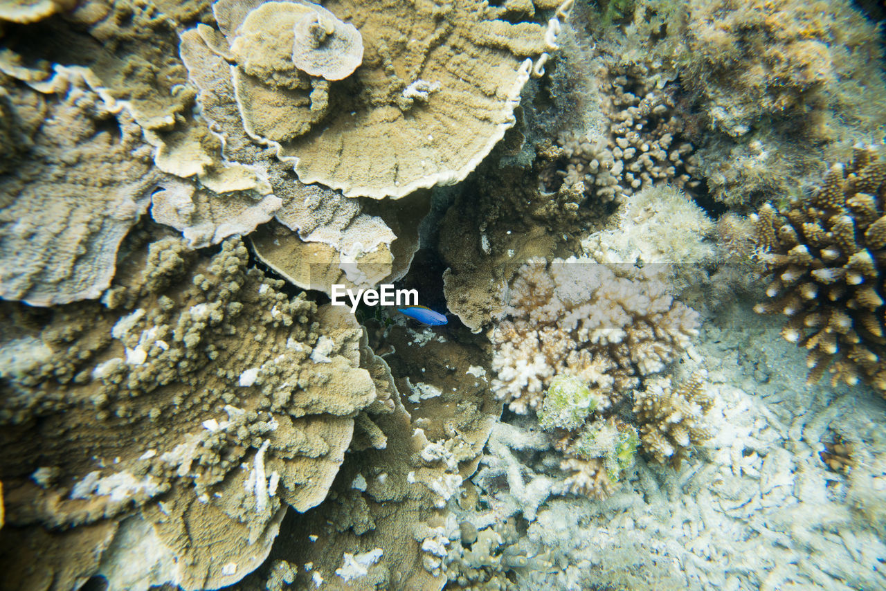 CLOSE-UP OF CORAL ON SEA