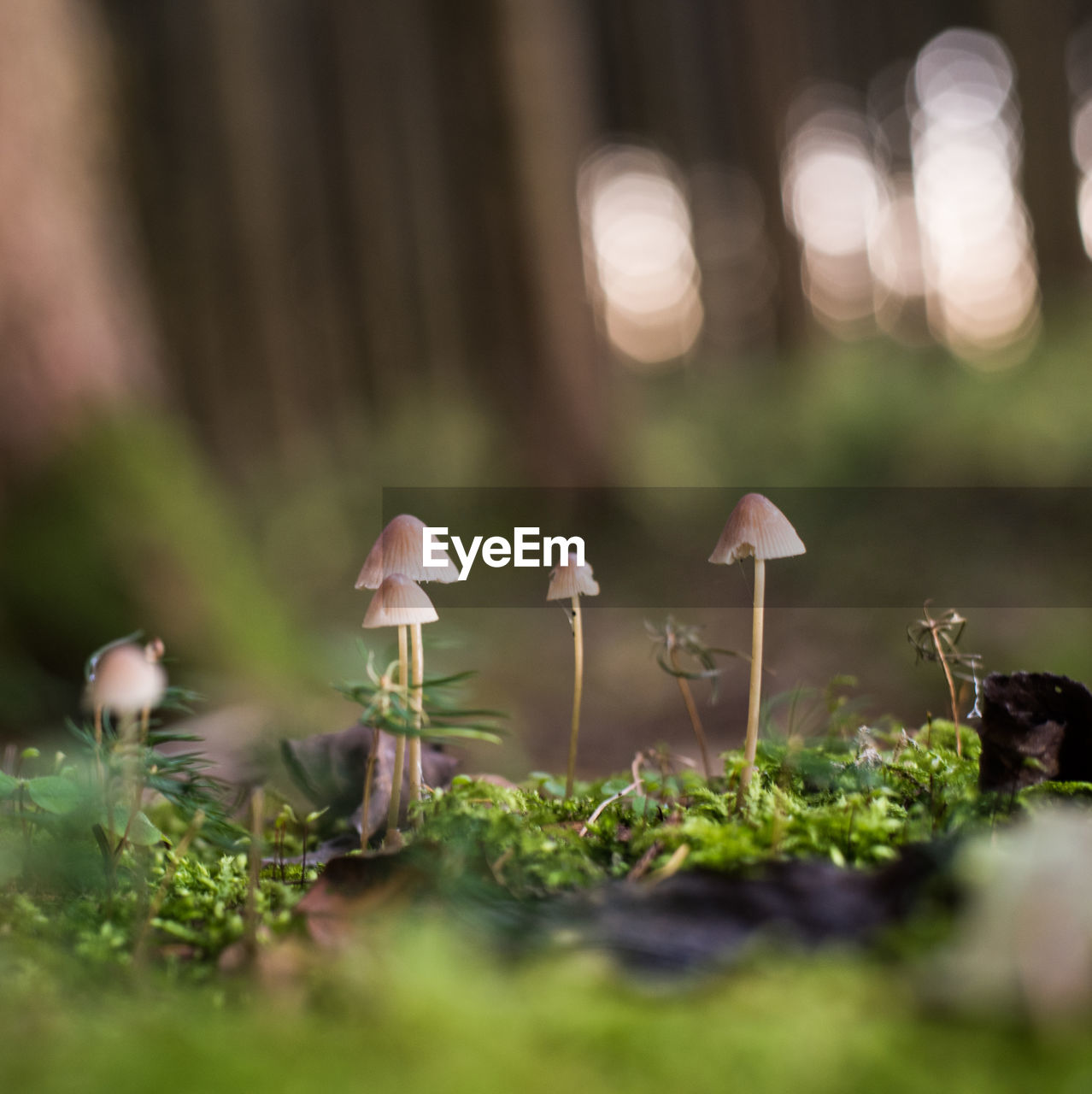 Close-up of mushrooms growing outdoors