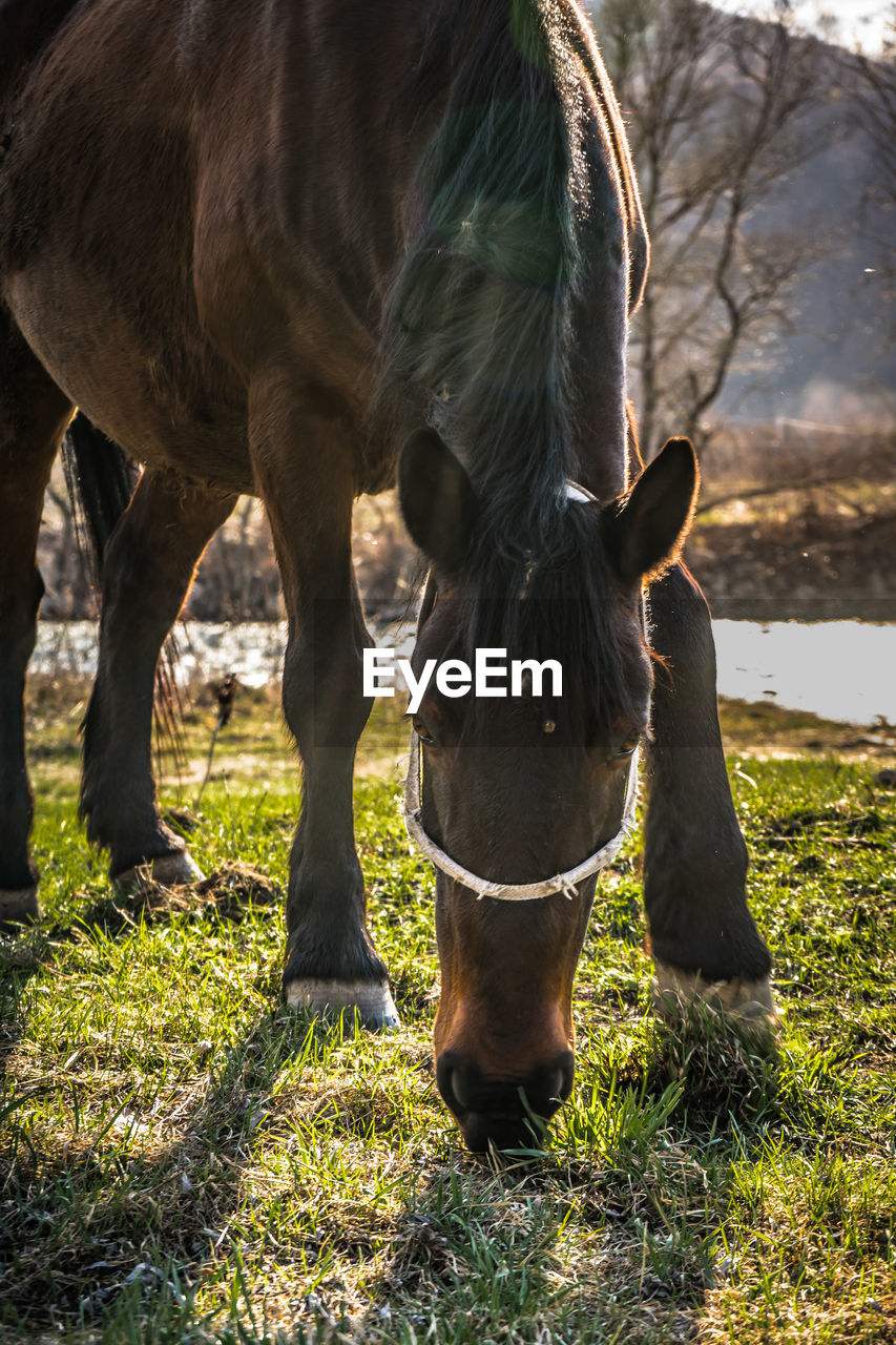 HORSE GRAZING IN FIELD