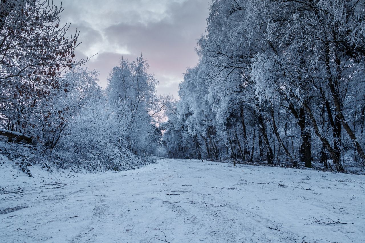 Snow covered trees against sky