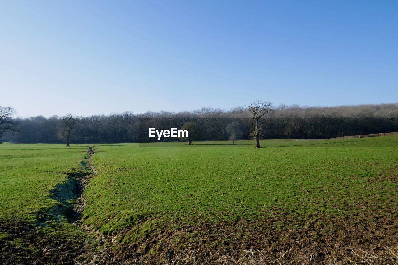 TREES ON FIELD AGAINST CLEAR SKY