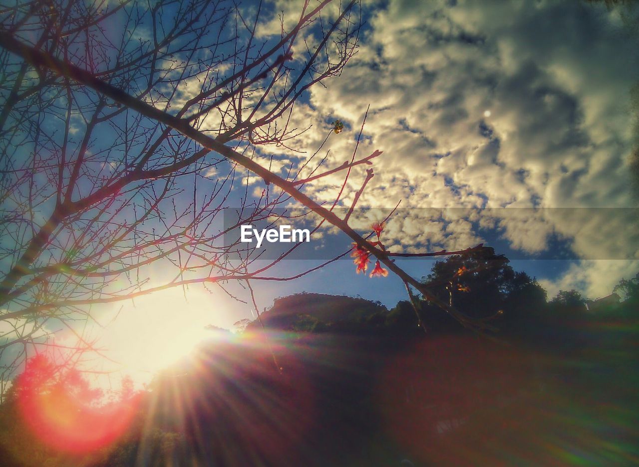 LOW ANGLE VIEW OF TREES AGAINST SKY