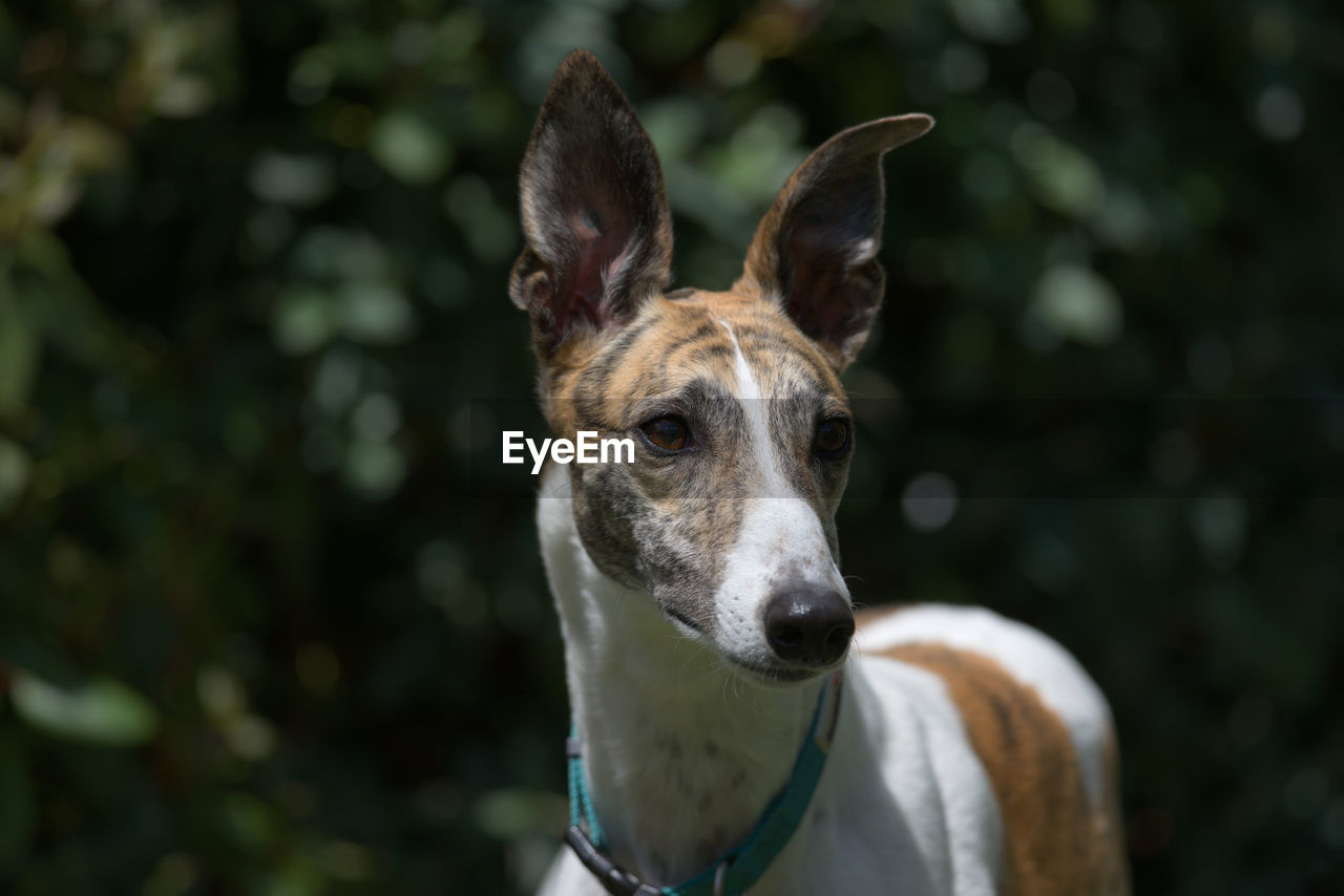 Elegantly poised, this white and brindle pet greyhound dog is alert with her ears pricked