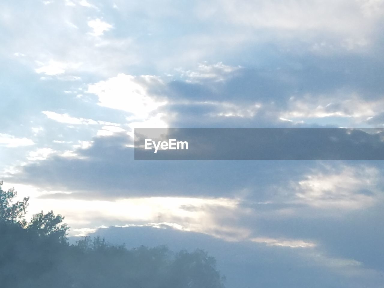 LOW ANGLE VIEW OF TREE AGAINST SKY