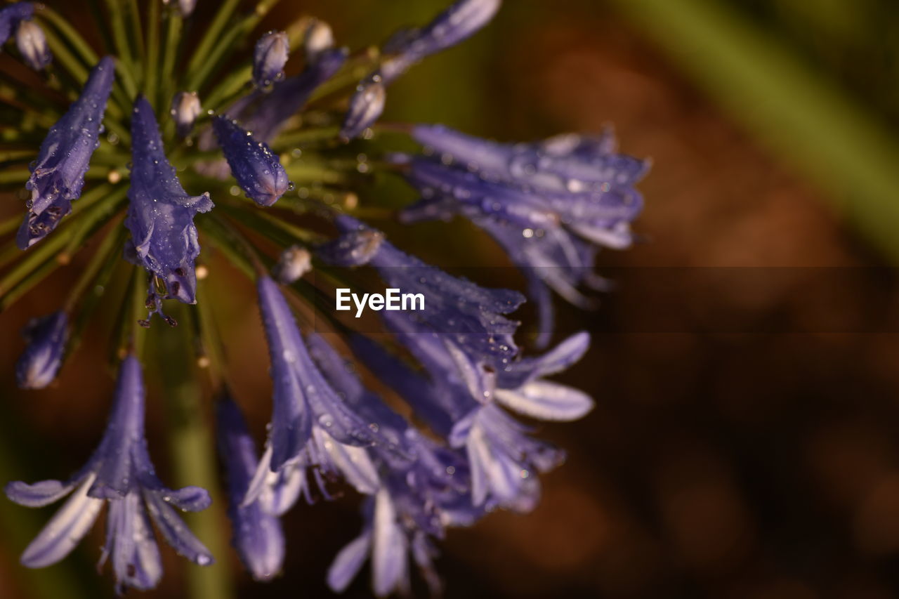 CLOSE-UP OF FLOWER