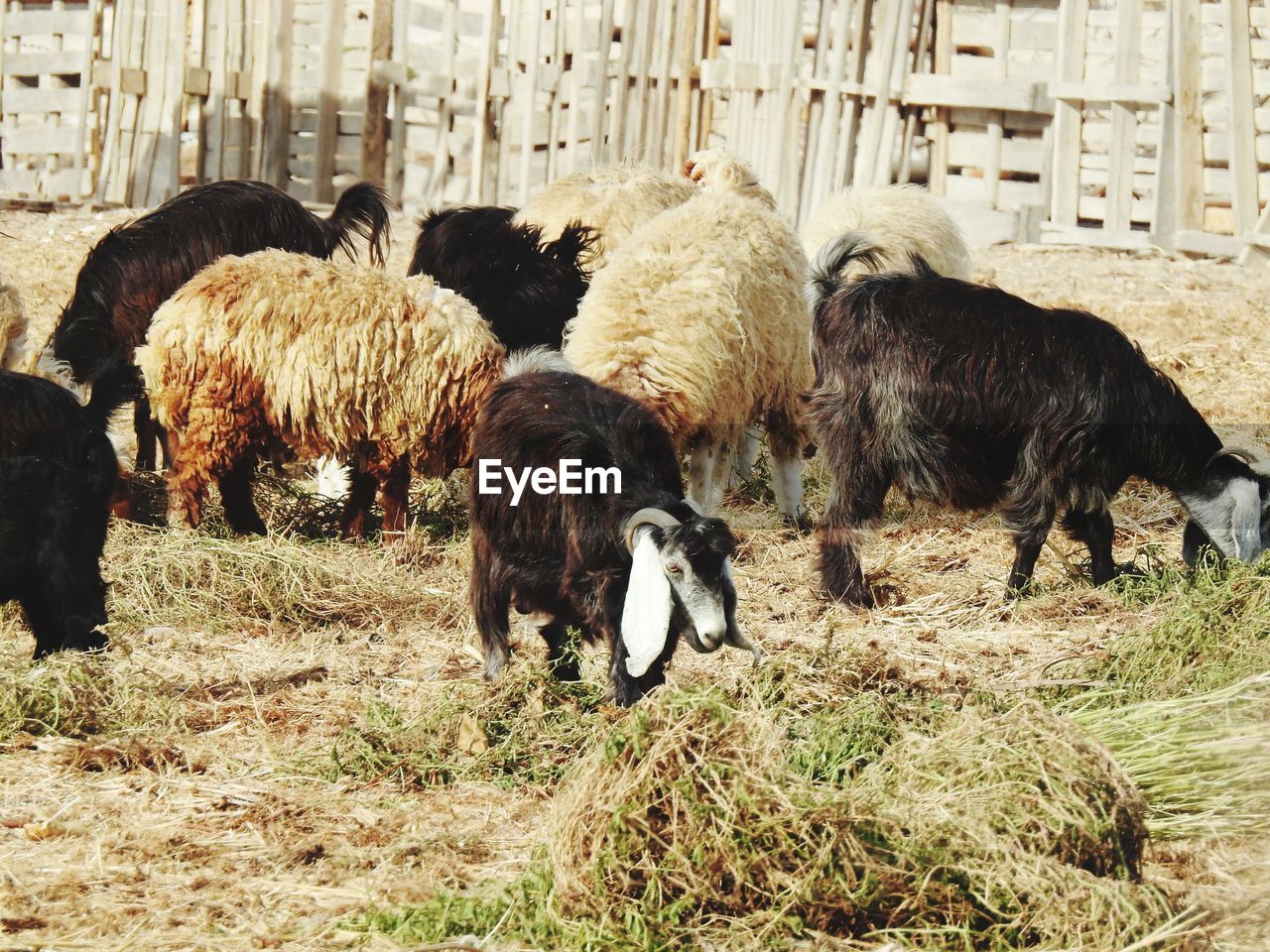 HERD OF SHEEP GRAZING IN FIELD