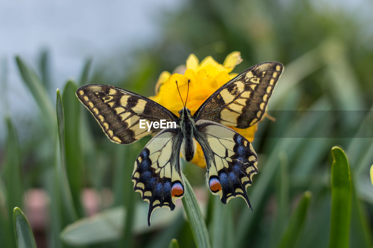 Close-up of butterfly pollinating on flower