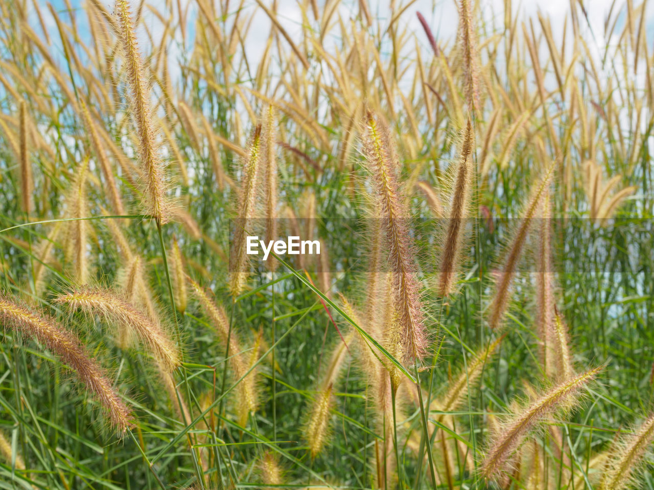 CLOSE-UP OF CROPS GROWING IN FIELD