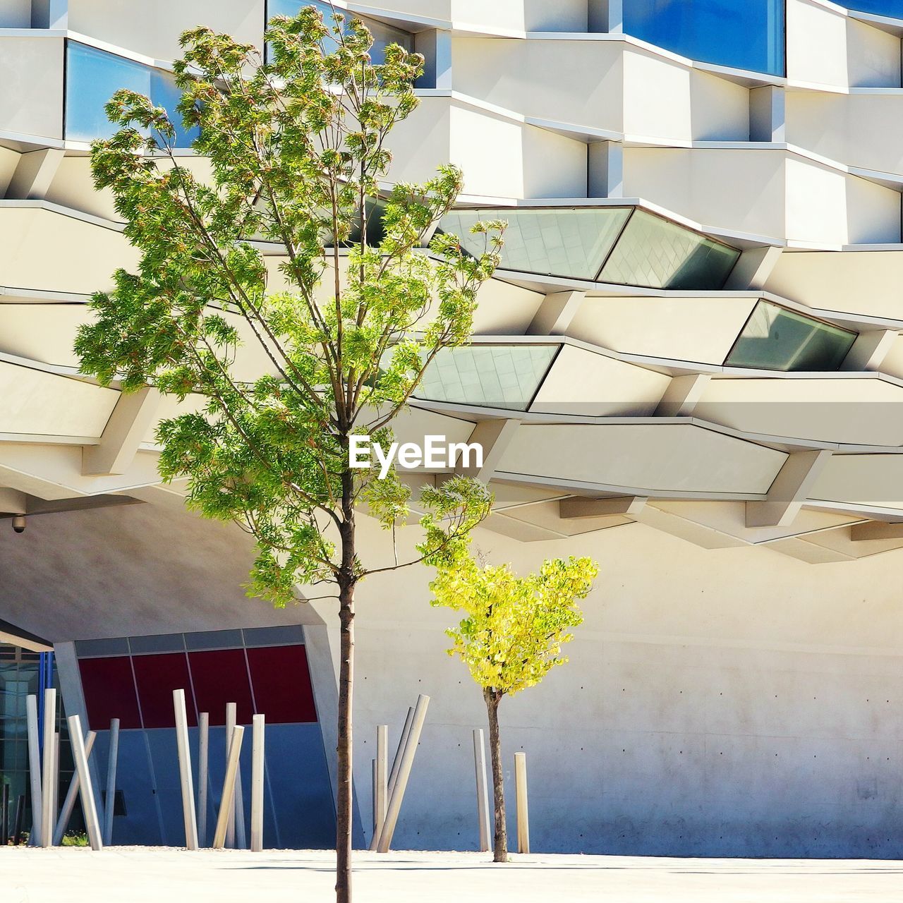 Trees in front of modern facade