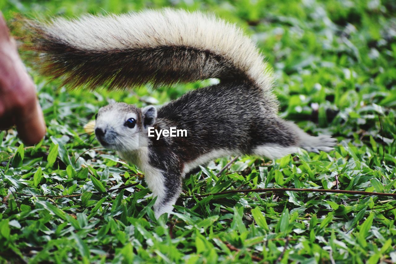 CLOSE-UP OF SQUIRREL ON GRASSY FIELD