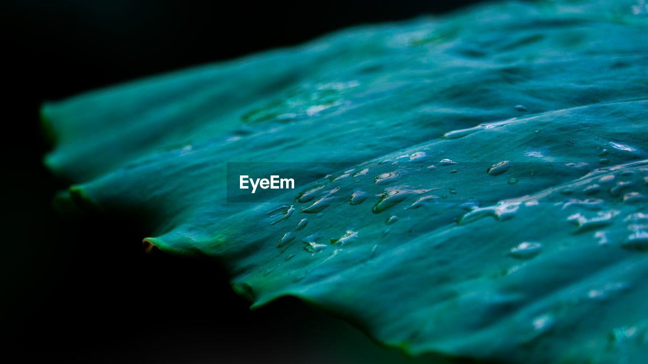 CLOSE-UP OF RAINDROPS ON LEAF AGAINST BLACK BACKGROUND